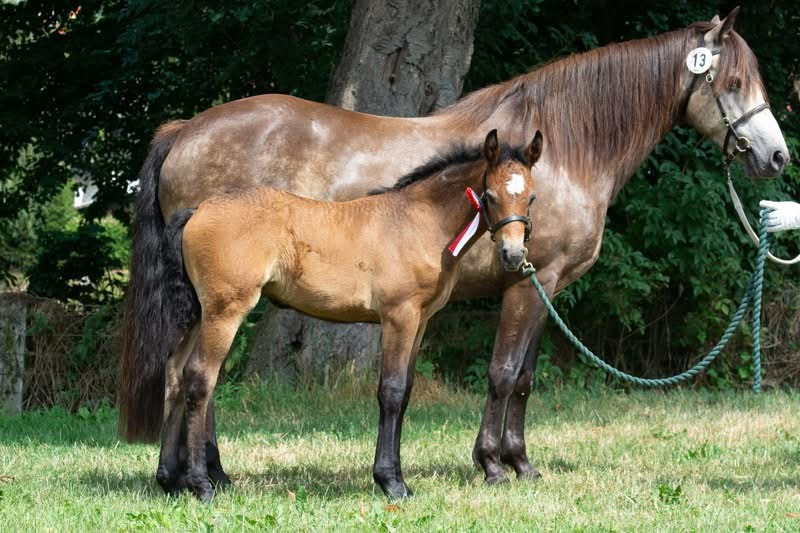 Kinzighausen Hazy Charme