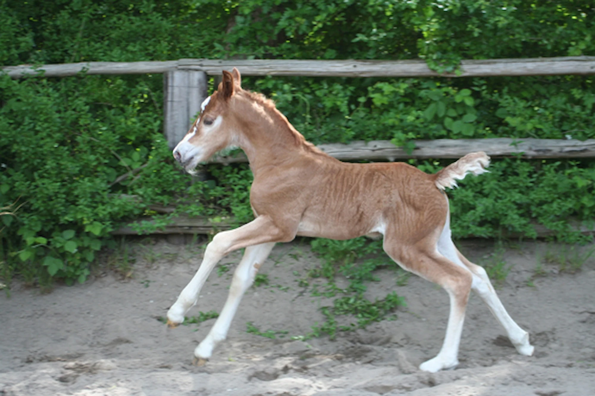 Kinzighausen Jala