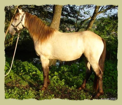 Kinzighausen Golden Marvin