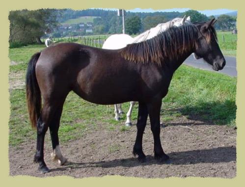 Kinzighausen Ronja (Partbred)