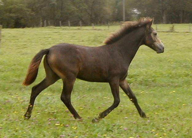 Kinzighausen Golden Finella