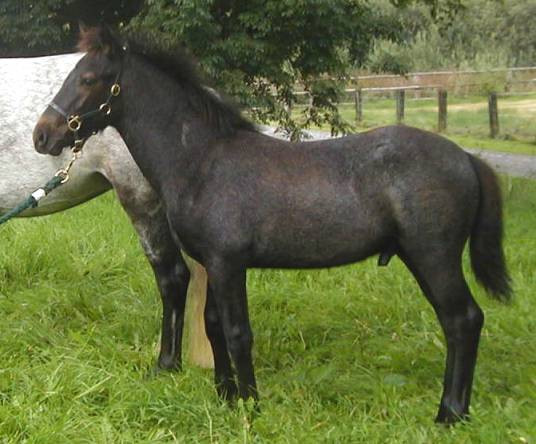 Kinzighausen Golden Milton