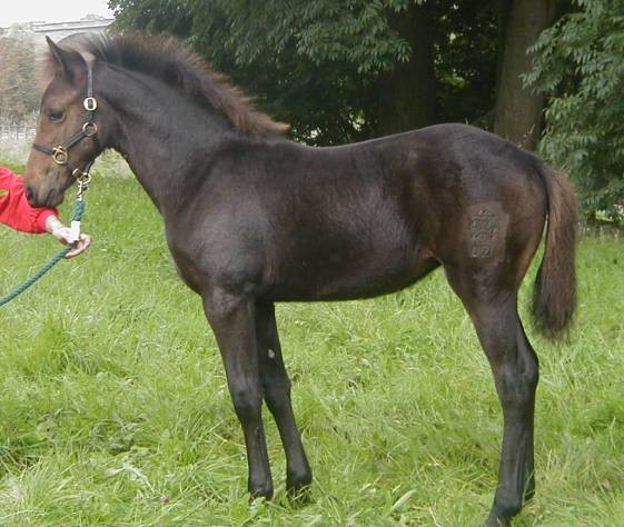 Kinzighausen Golden Myra