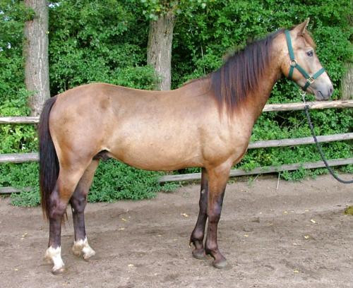 Kinzighausen Golden Mezzomix