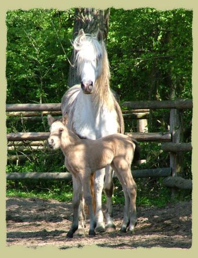 Kinzighausen Golden Cheyenne