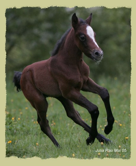 Kinzighausen Golden Manolo (Zwillingsfohlen)