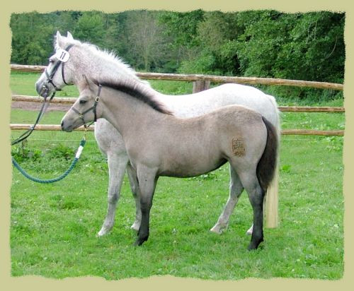 Kinzighausen Hazy Harmonie