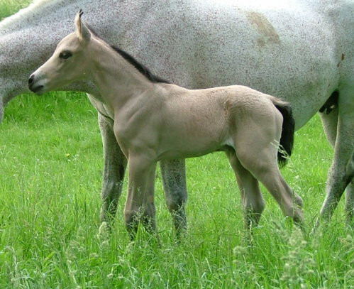 Kinzighausen Golden Mathew
