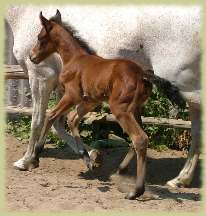 Kinzighausen Golden Caraluna