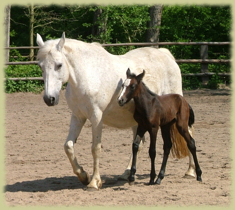 Kinzighausen Golden Marty