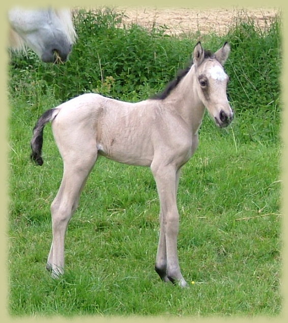 Kinzighausen Golden Muskat