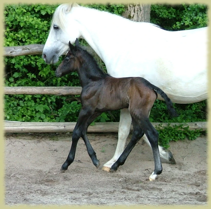 Kinzighausen Hazy Majesto