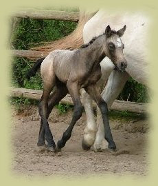 Kinzighausen Golden Celia