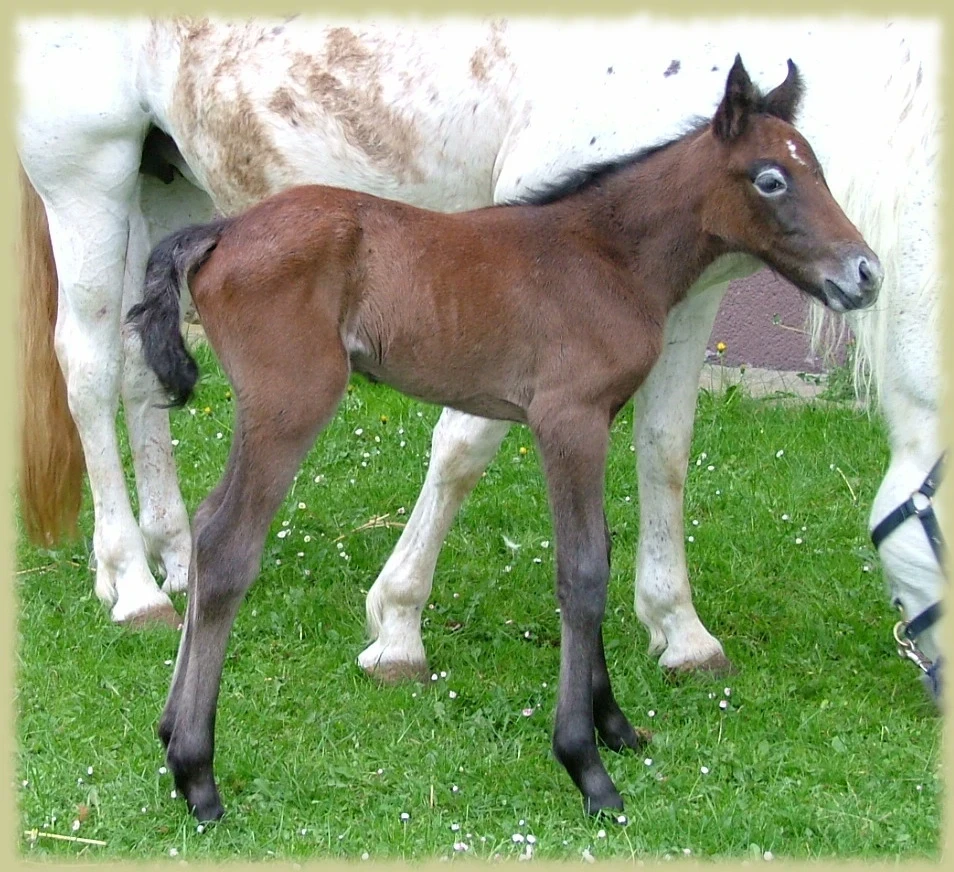 Kinzighausen Golden Marlow