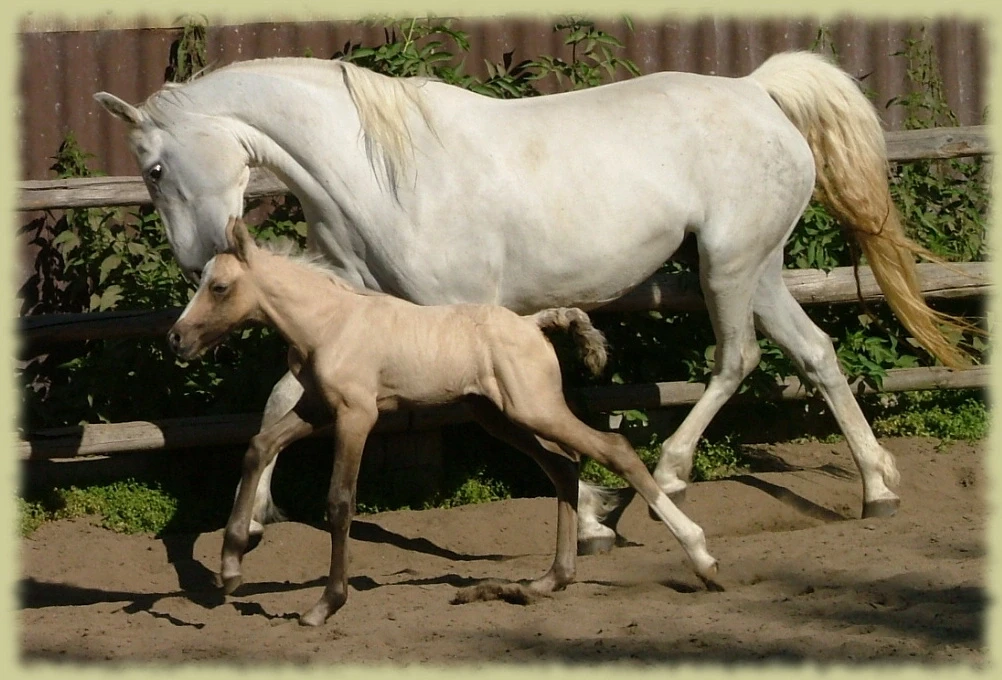 Kinzighausen Golden Miocento