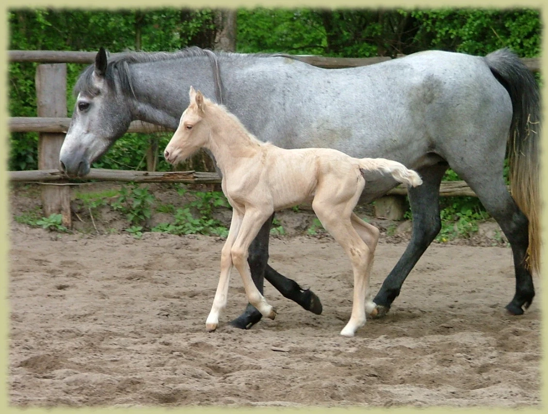 Kinzighausen Hazy Genia