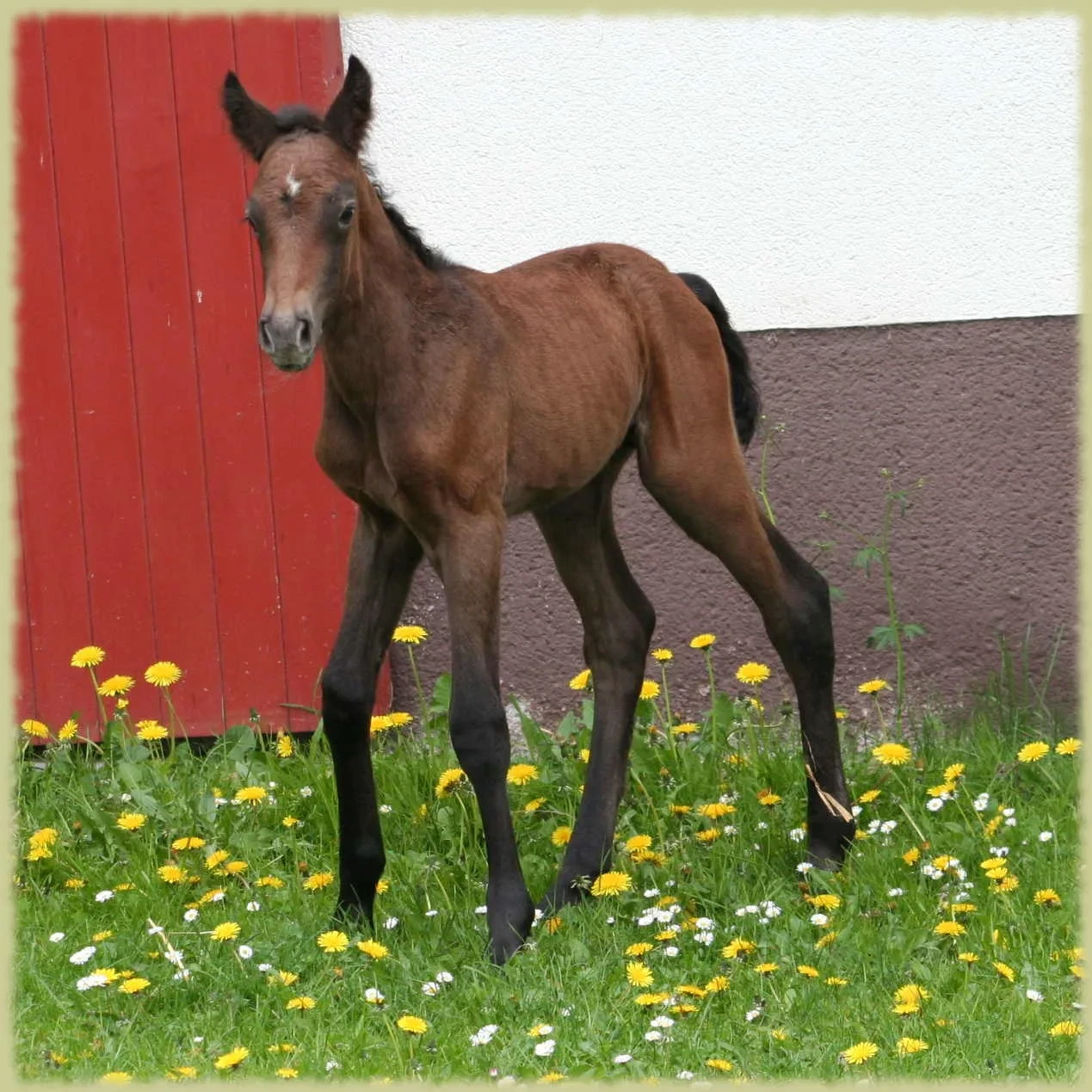 Kinzighausen Hazy Magellan