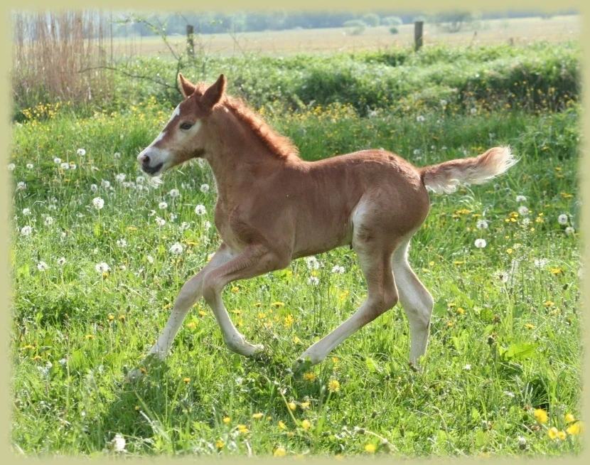 Kinzighausen Hazy Juna