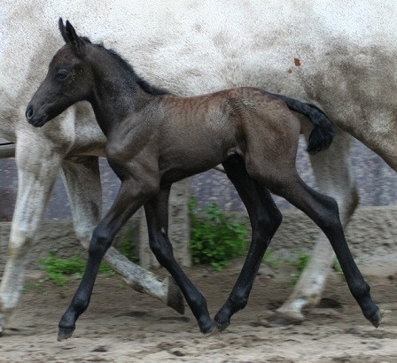 Kinzighausen Hazy Cassiopeia