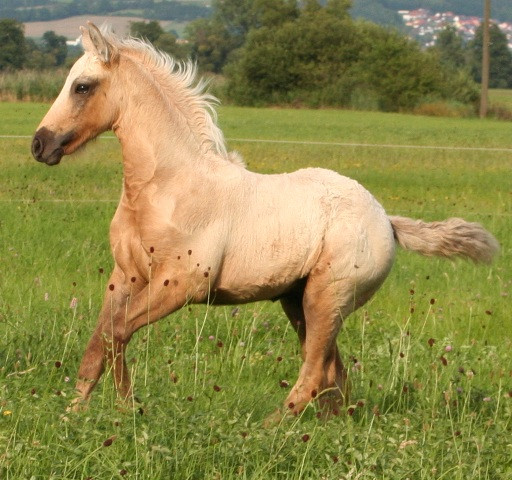 Kinzighausen Hazy Maximus