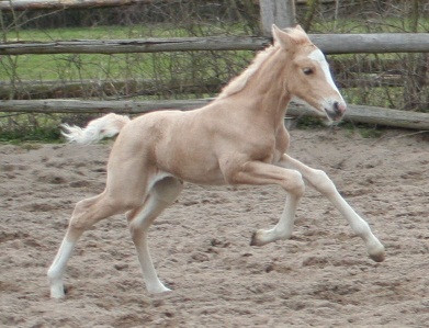Petite Jolie (Partbred)