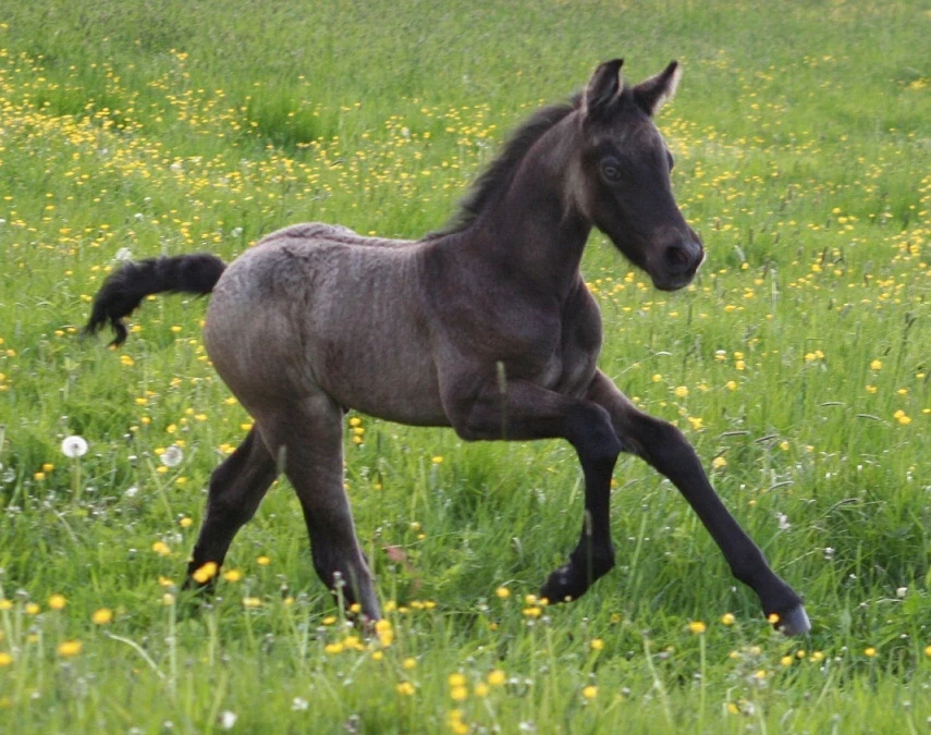 Kinzighausen Jakari