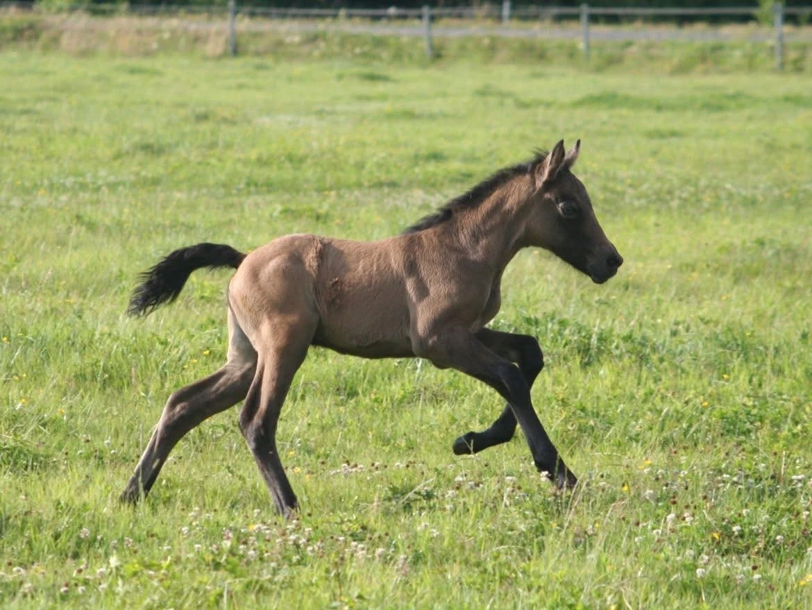 Kinizghausen Valerio