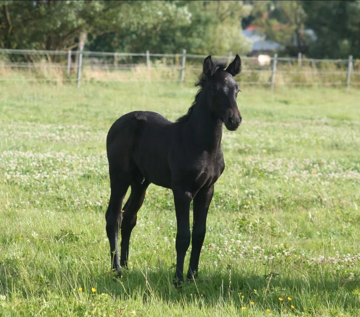 Kinzighausen Valentino