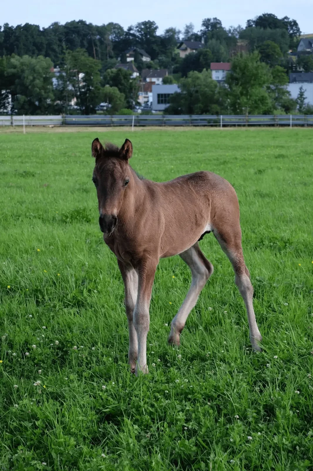 Kinzighausen Japeloup