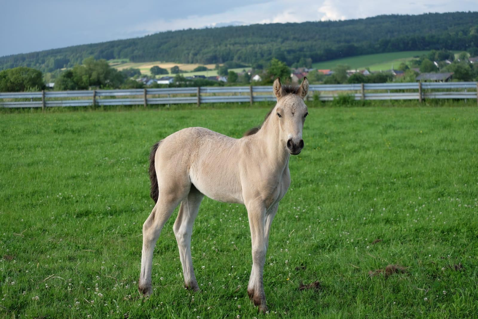 Kinzighausen Julchen