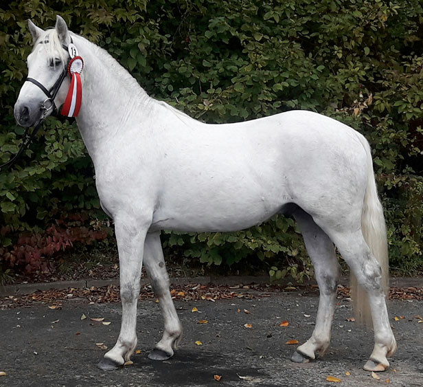 Carnane Chieftain