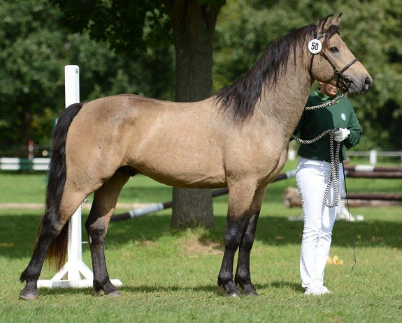 Hohnhorst Joel