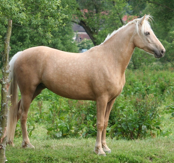 Kinzighausen Hazy Genia