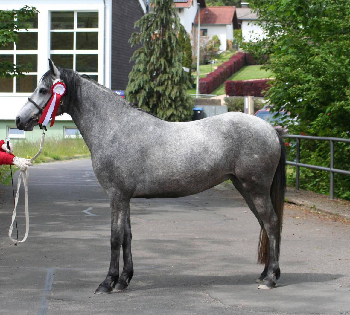 Kinzighausen Pepsy