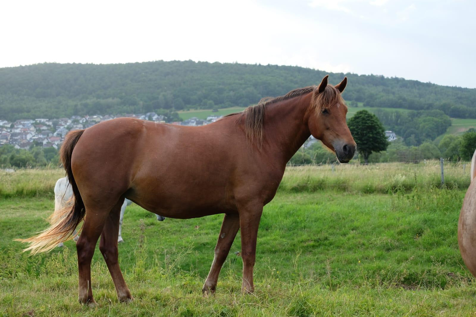 Twinstar Chestnut Beauty